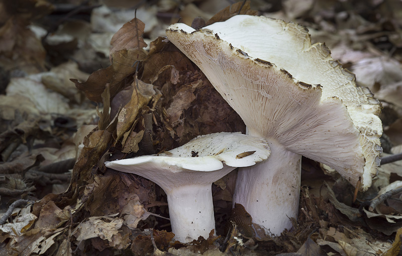 Lactarius glaucescens